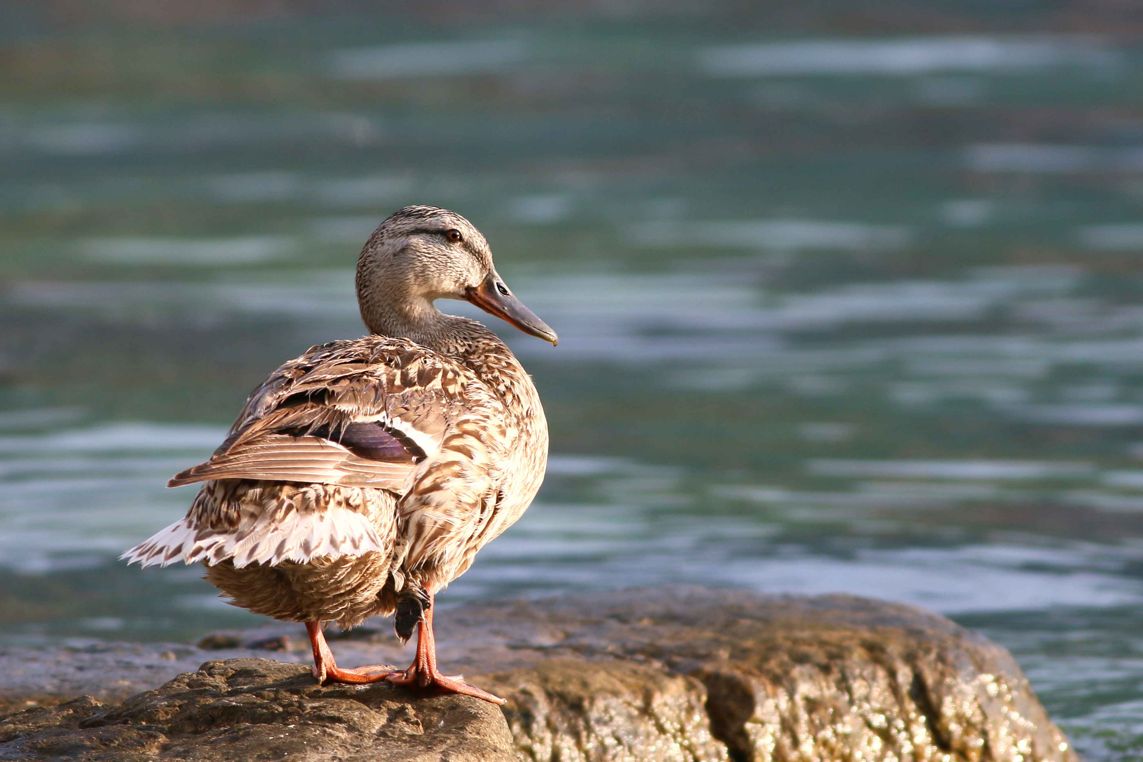 Mallard